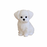 Little Maltese Dog